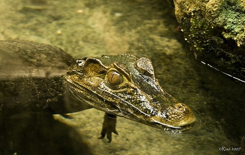 NY Aquarium